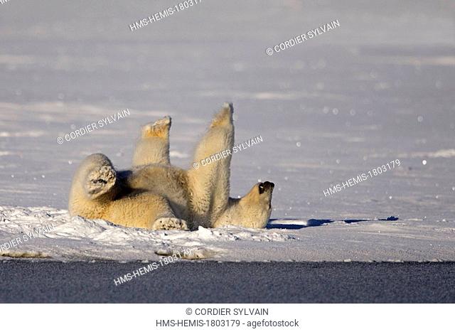 United States, Alaska, Arctic National Wildlife Refuge, Kaktovik, Polar Bear( Ursus maritimus ), rolling in the snow to clean himself