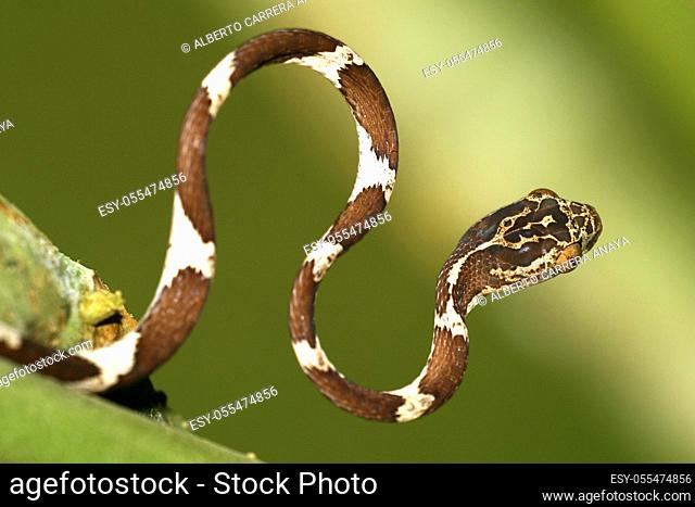 Blunthead Tree Snake, Imantodes cenchoa, Rainforest, Napo River Basin, Amazonia, Ecuador, America