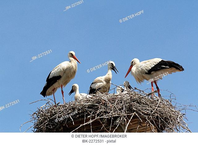 White Storks (Ciconia ciconia) with young at the nest, Allgaeu, Bavaria, Germany, Europe