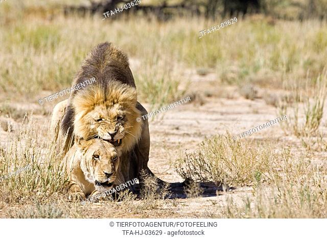 pairing lions