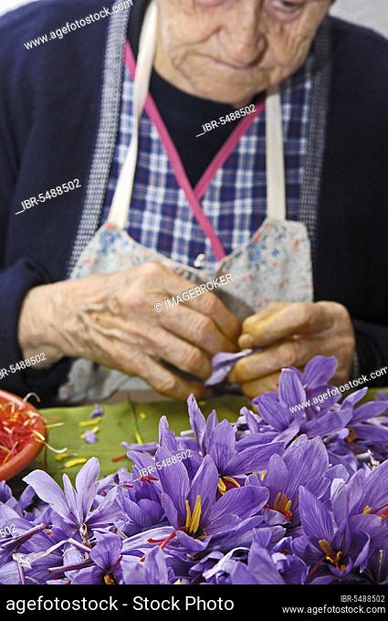 Pulling saffron threads, La Rosera saffron factory, Real saffron, Motilla del Palancar, Cuenca province, Castile-La Mancha, saffron crocus (Crocus sativus)