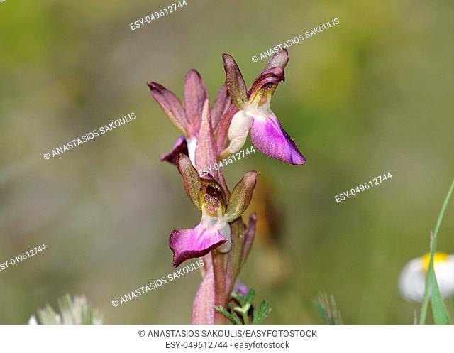 Fan-lipped orchid (Orchis collina), Crete