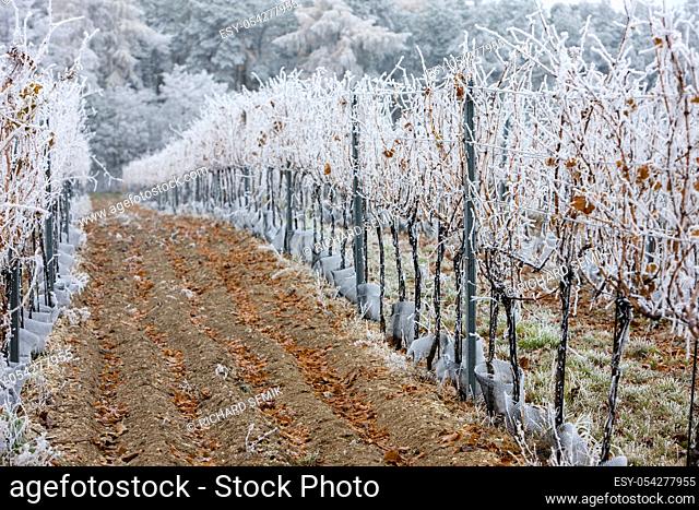 vineyards in winter, Znojmo region, Czech Republic