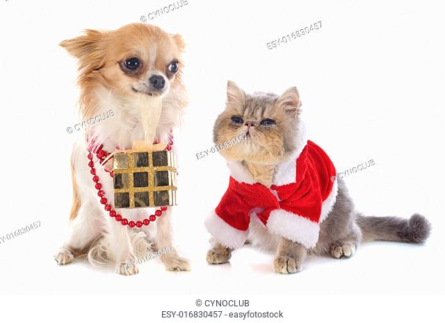 dressed kitten exotic shorthair catand chihuahua in front of white background