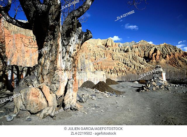 Old tree in the village of Dhakmar and red cliff. Nepal, Gandaki, Upper Mustang (near the border with Tibet)