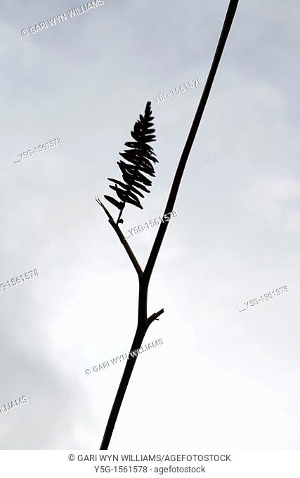silhouette of long fern grass in field