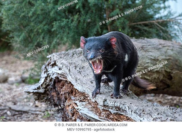 Tasmanian Devil male near den gaping threat display Cradle Mountain Tasmania Australia