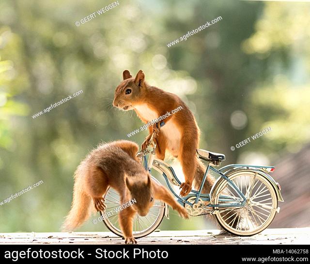 red squirrel standing on a bicycle