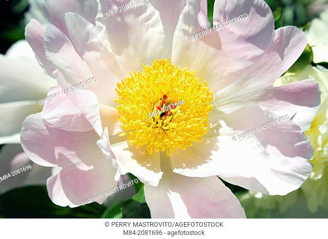 Close-up of a pink and white peony flower at springtime, Lanaudiere, Quebec, Canada