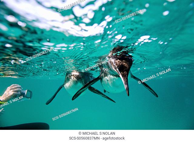 Adult Galapagos penguin Spheniscus mendiculus hunting fish underwater in the Galapagos Island Group, Ecuador This is the only species of penguin in the northern...