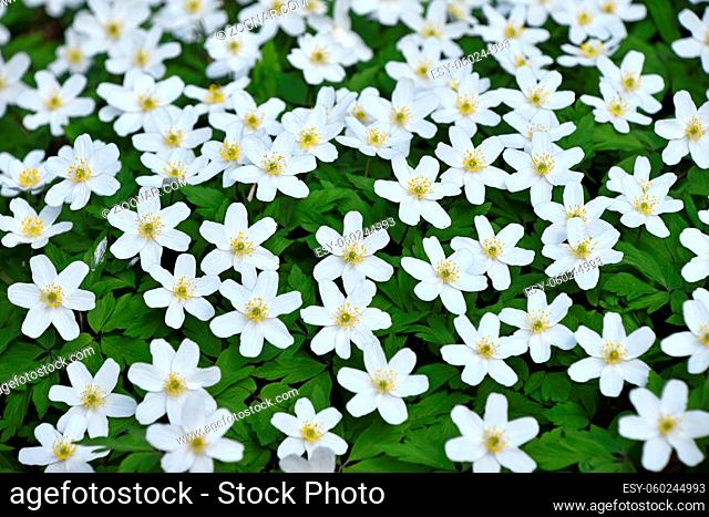Close up background of early spring white Caltha flowers over green leaves, high angle view, selective focus