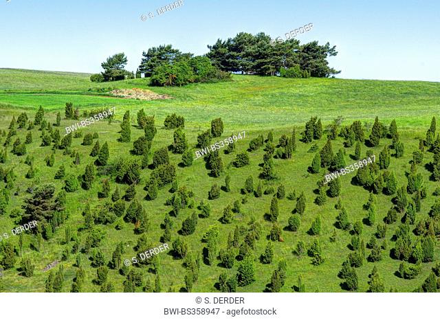 common juniper, ground juniper (Juniperus communis), juniper heath, Germany, North Rhine-Westphalia, Eifel, Alendorf