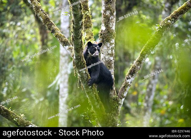 Spectacled Bear (Tremarctos ornatus), in Aguacatillo tree, Maquipucuna reserve, province Pichincha, Ecuador, Andean Bear, South America