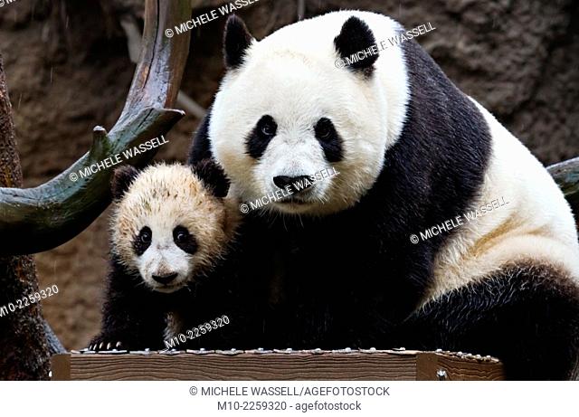 Giant Panda mom and cub next to eachother