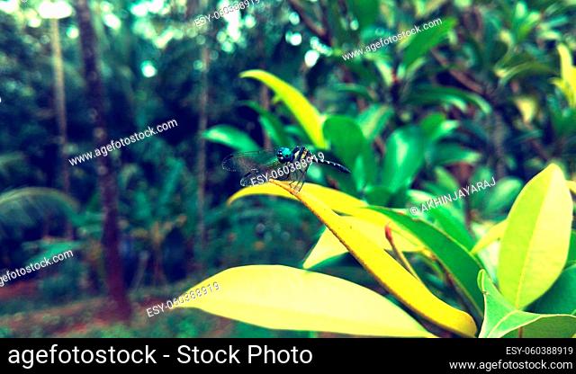 Dragon fly resting on a yellow leaf