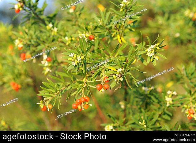 Flax-leaved daphne (Daphne gnidium) is a poisonous shrub native to Mediterranean basin. This photo was taken Cap de Creus, Girona province, Catalonia, Spain