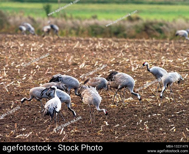 Cranes foraging in a harvested field, Eurasischer Kranich, Grauer Kranich, Grus grus