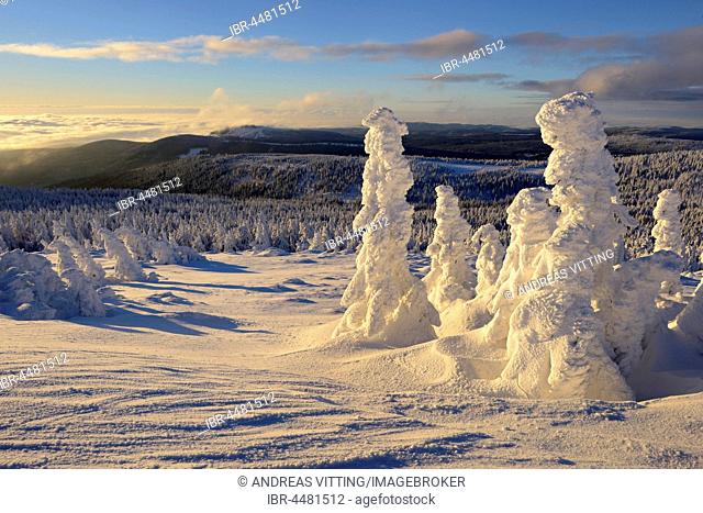 View from the Brocken on forests in winter, snow-covered pines, Harz National Park, Saxony-Anhalt, Germany