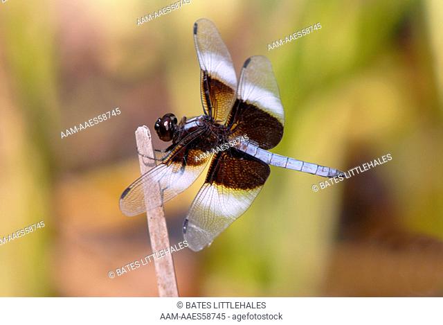 Mature Male Widow Skimmer (Libellula luctuosa)