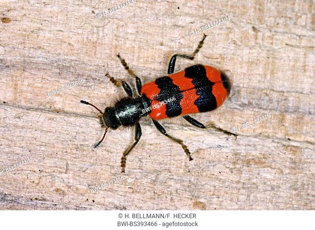 bee beetle, bee wolf (Trichodes apiarius), on wood, Germany