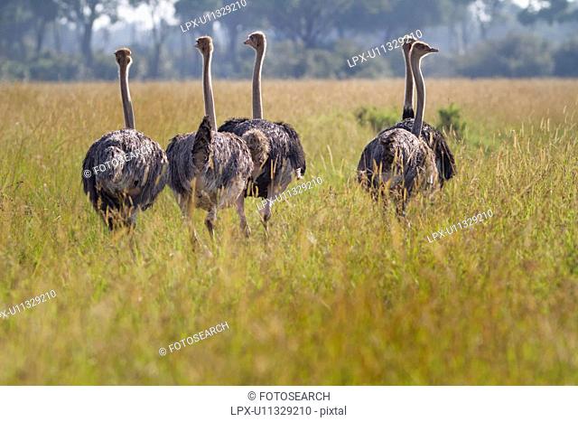 Close up view from back of group of female ostriches walking in long dry grass, with woodland in background, Maasai Mara, Kenya