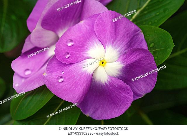 Madagascar periwinkle (Catharanthus roseus). Called Rosy periwinkle and Vinca also