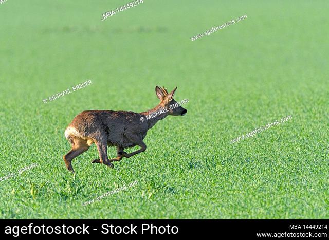 Fleeing roebuck (Capreolus capreolus) in a grain field, spring, April, Hesse, Germany, Europe