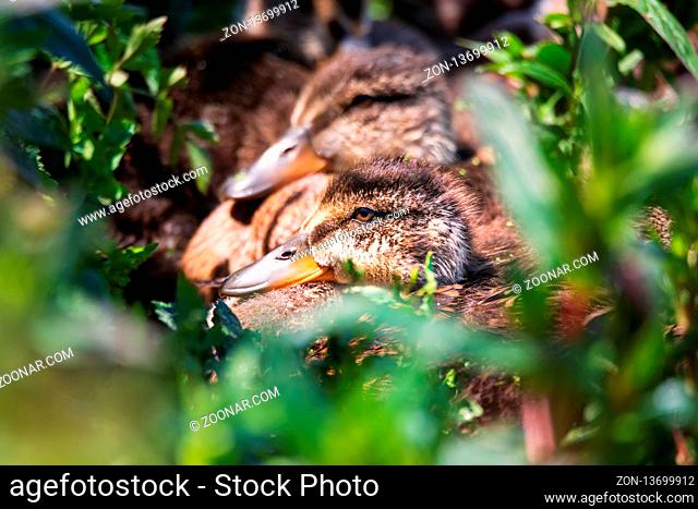 Several Ducklings Huddled Together in a Marsh. Color Image, Day
