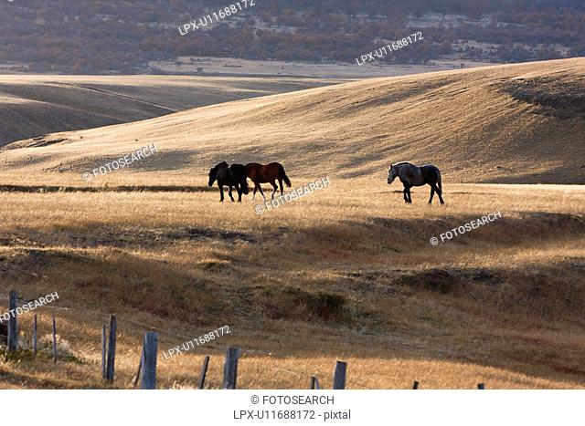 Three horses roaming in late afternoon sunshine on golden scrub grass in late autumn, Southern Chile, Patagonia