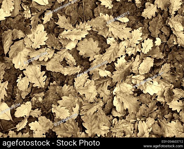 a full frame sepia toned background image of brown and black fallen oak leaves on a forest floor in winter