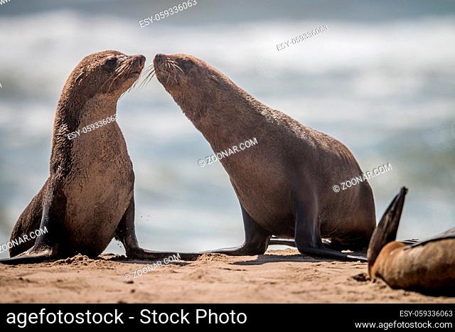 Two bonding Cape fur seals on the beach in Namibia