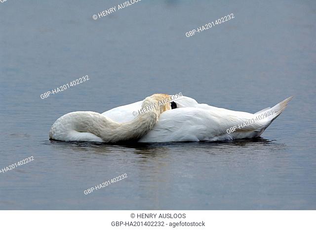Mute Swan - sleeping - Cygnus olor Cygne muet ou tuberculé - dormant