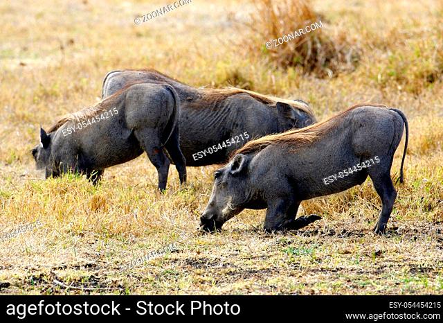 African Warthog
