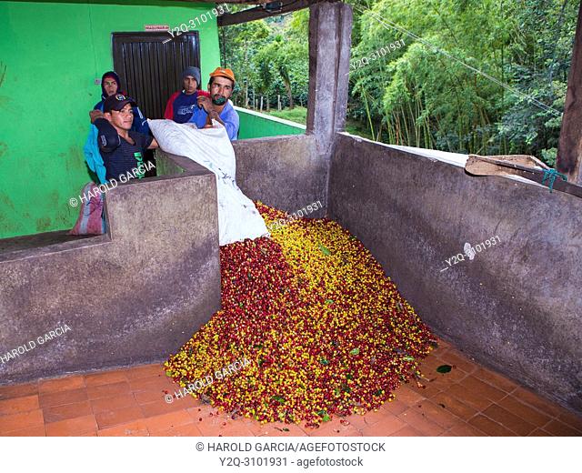 Workers unload the coffee beans collected in a pool for processing in the plantation. Huila, Colombia
