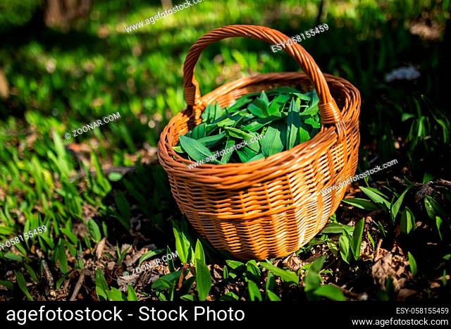 Wild garlic, allium ursinum, prepared in a basket on the ground in spring woodland. Vivid green leaves of uncultivated plant harvested into wooden container in...
