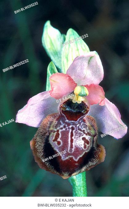 orchid Ophrys aveyronensis, single blossom, France, Cevennen