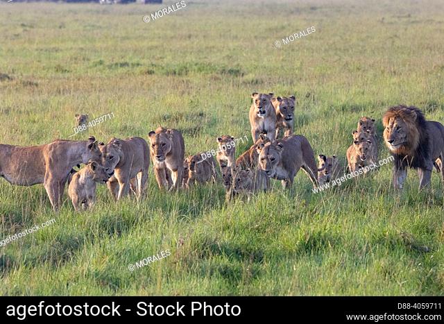 Africa, East Africa, Kenya, Masai Mara National Reserve, National Park, Lion and Lioness (Panthera leo) with youngs in savanna