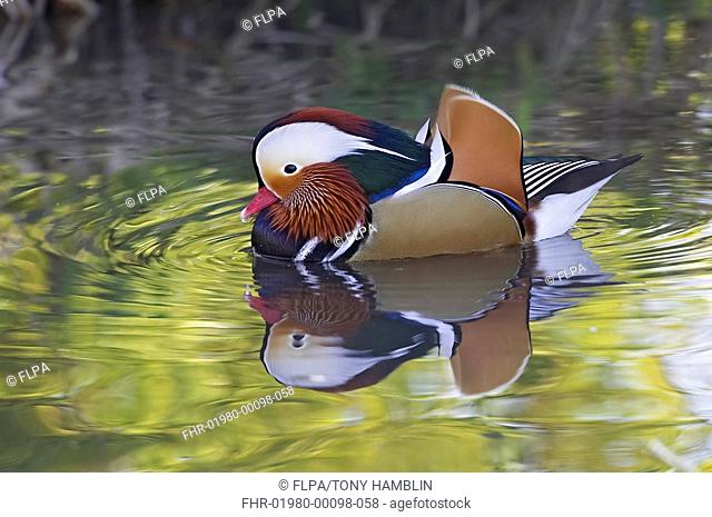 Mandarin Duck Aix galericulata adult male, introduced species, swimming, England