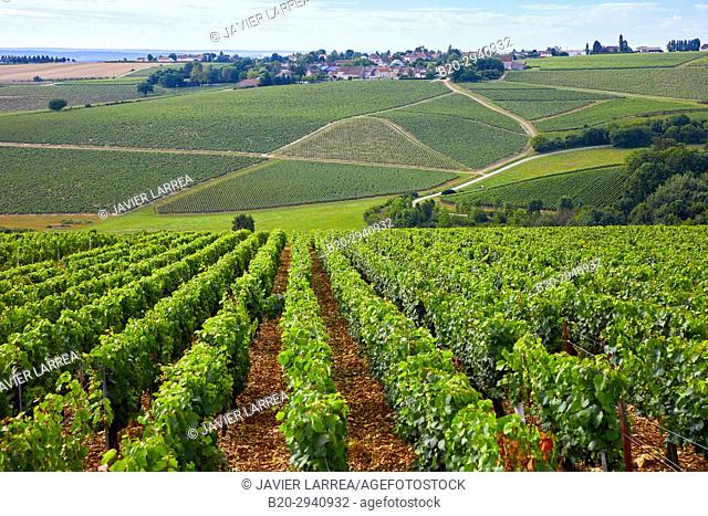 Vineyards of Chardonnay, Préhy, Chablis, Yonne, Bourgogne, Burgundy, France, Europe