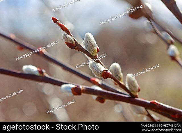 14 March 2023, Saxony-Anhalt, Blankenburg: Willow catkins are seen on the branches of a willow tree. After a short drop in temperature in the middle of the week
