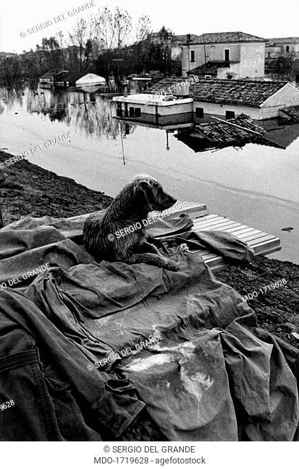 A dog observing flooded houses. Polesine flood. A dog watching some flooded houses. Veneto, November 1966
