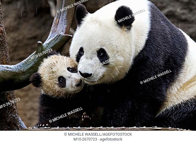 Giant Panda cub and its mother showing affection in the rain in North America, USA