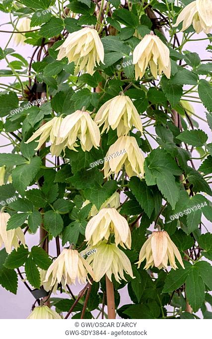 CLEMATIS CHIISANENSIS 'AMBER' 2016 CHELSEA PLANT OF THE YEAR