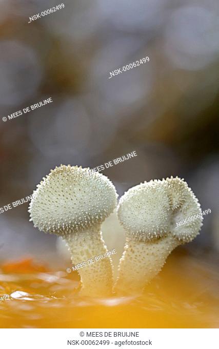 Common Puffball (Lycoperdon perlatum) on the forest floor, The Netherlands, Noord-Brabant, Wouwse plantage