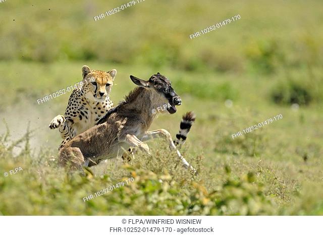 Cheetah Acinonyx jubatus adult female, hunting, chasing Blue Wildebeest Connochaetus taurinus calf, Serengeti N P , Tanzania