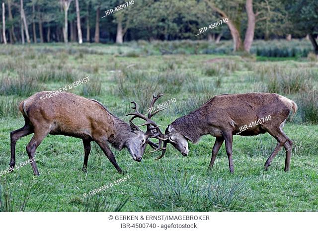 Red deer (Cervus elaphus), fighting, Schleswig-Holstein, Germany
