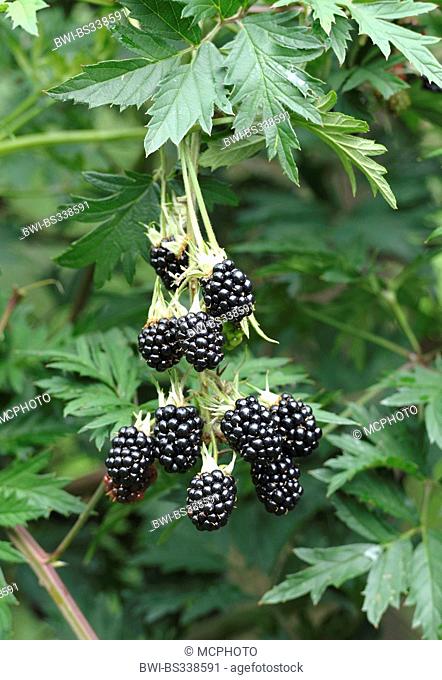 shrubby blackberry (Rubus fruticosus 'Thornless Evergreen', Rubus fruticosus Thornless Evergreen), cultivar Thornless Evergreen