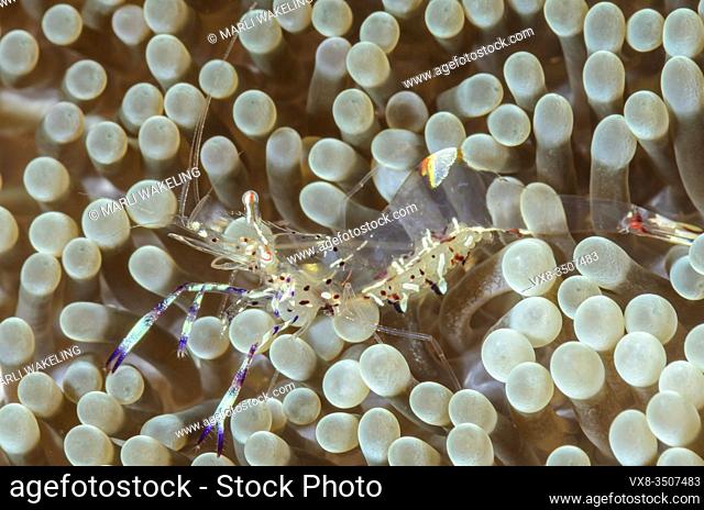 Commensal shrimp, Ancylomenes holthuisi, Lembeh Strait, North Sulawesi, Indonesia, Pacific