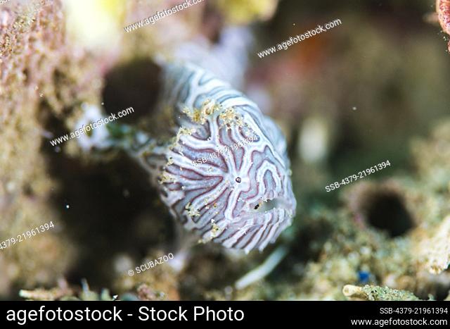 Juvenile Psychedelic frogfish, Histiophryne psychedelica, Ambon Island, Maluku Islands, Indonesia