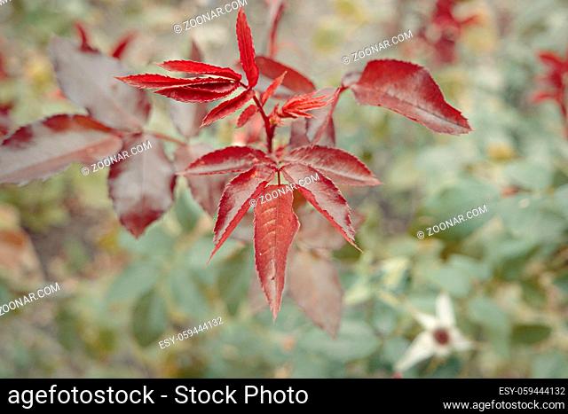 Young red rose leaves in autumn garden closeup